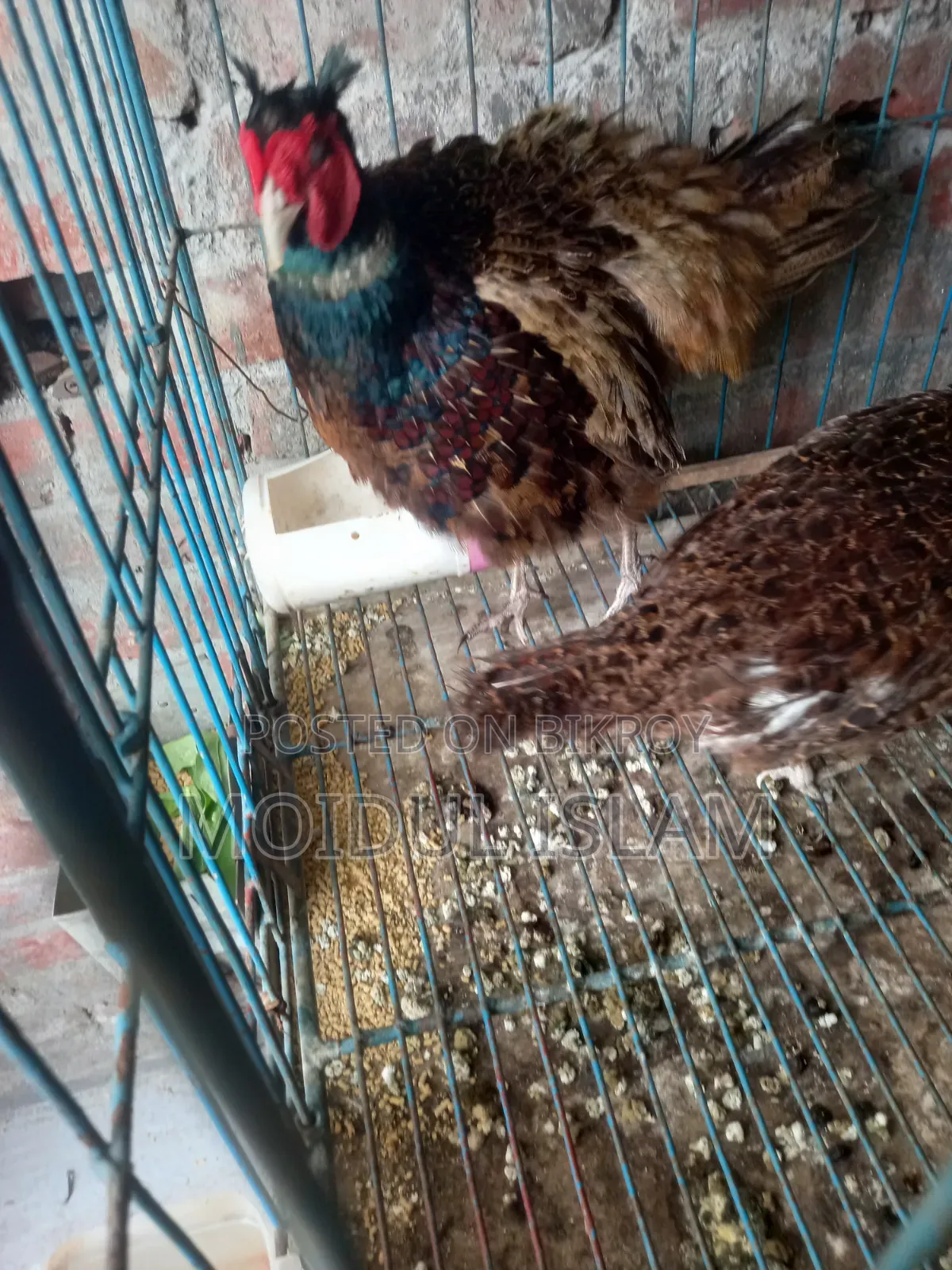Running Green Pheasant