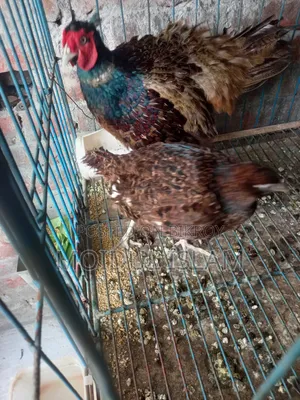 Running Green Pheasant