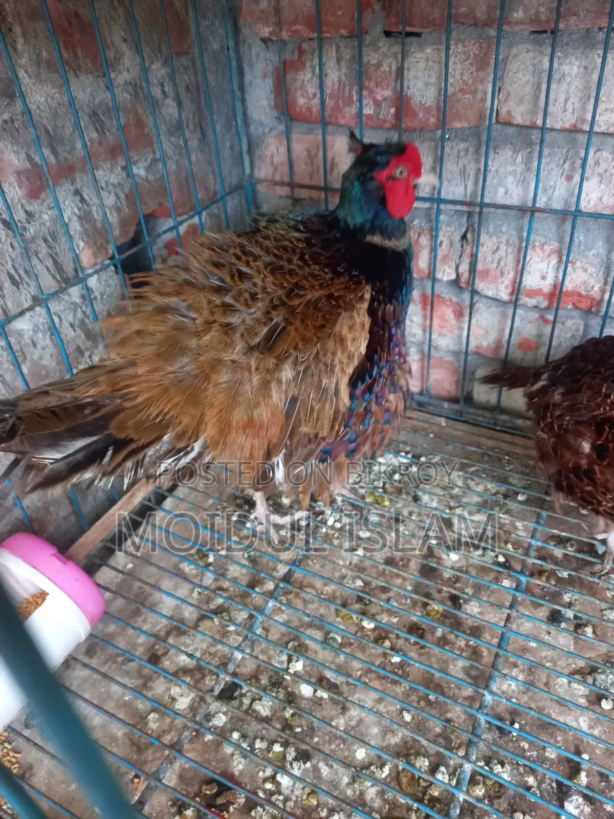 Running Green Pheasant