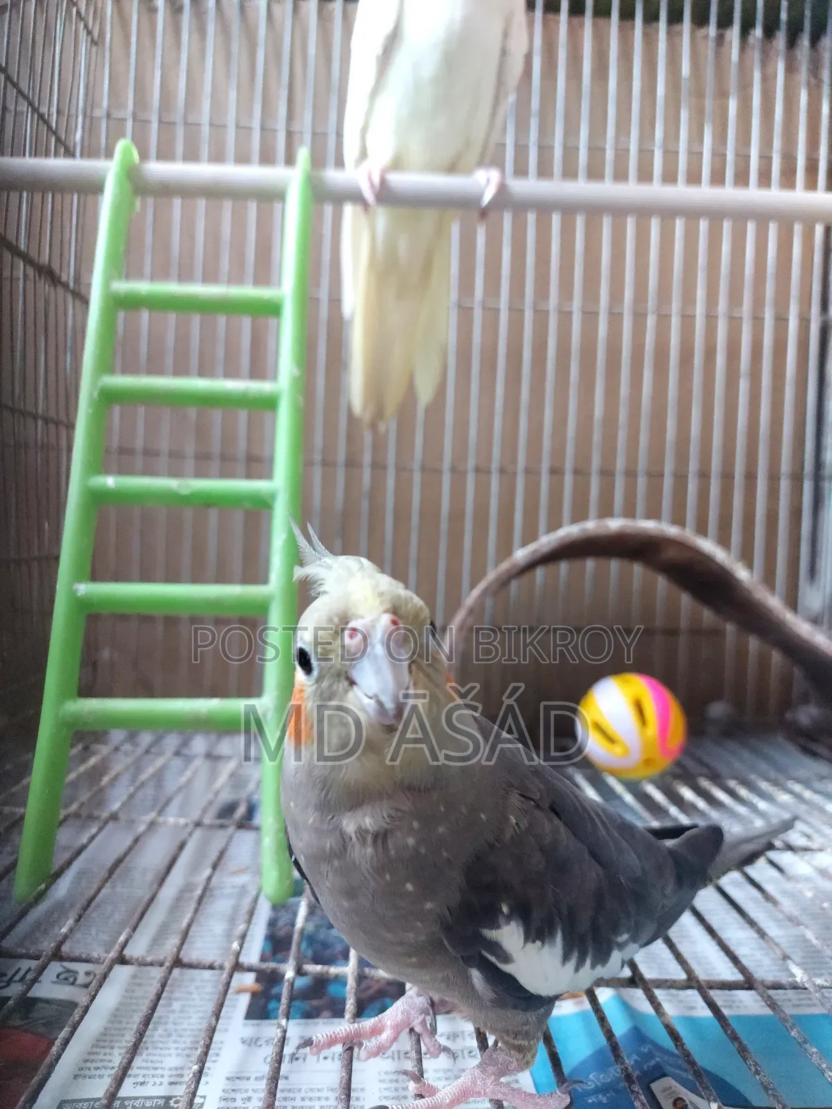 Cockatiel Bird for Sale