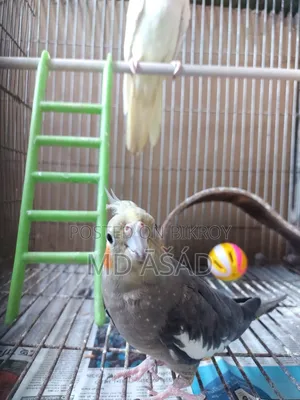 Cockatiel Bird for Sale