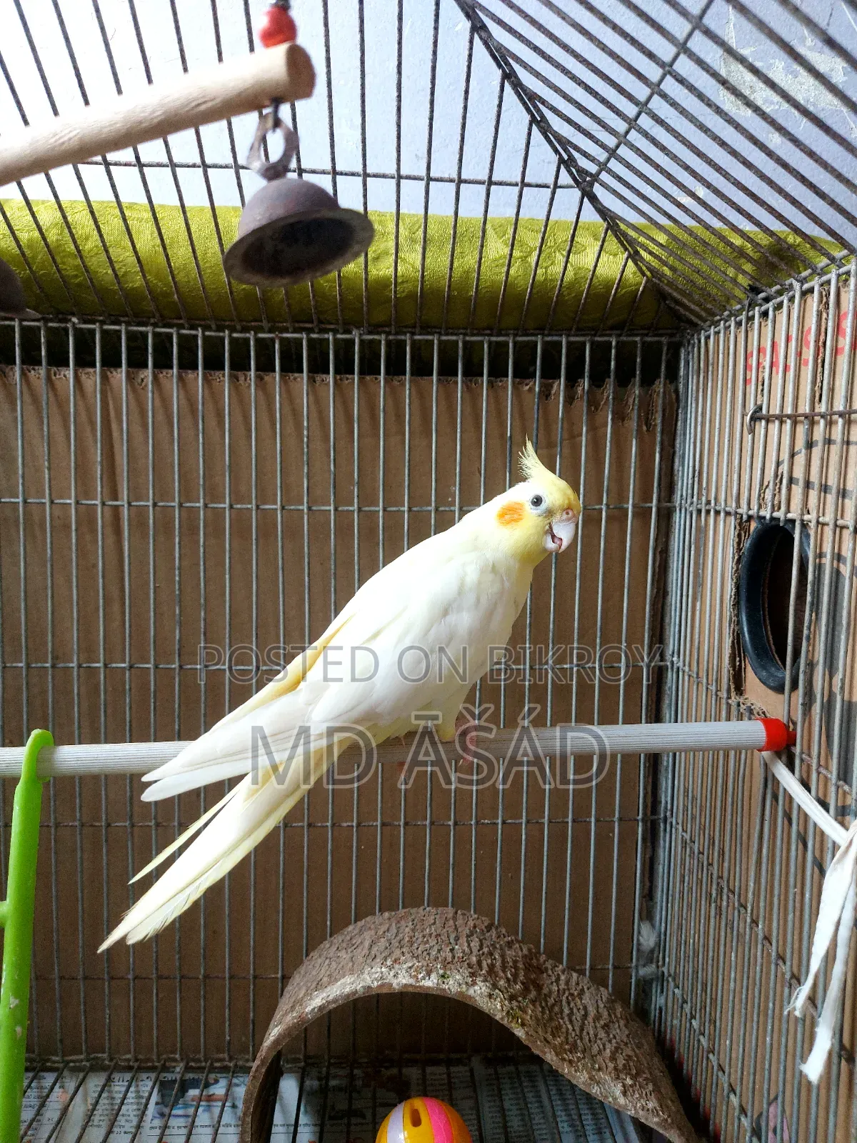 Cockatiel Bird for Sale