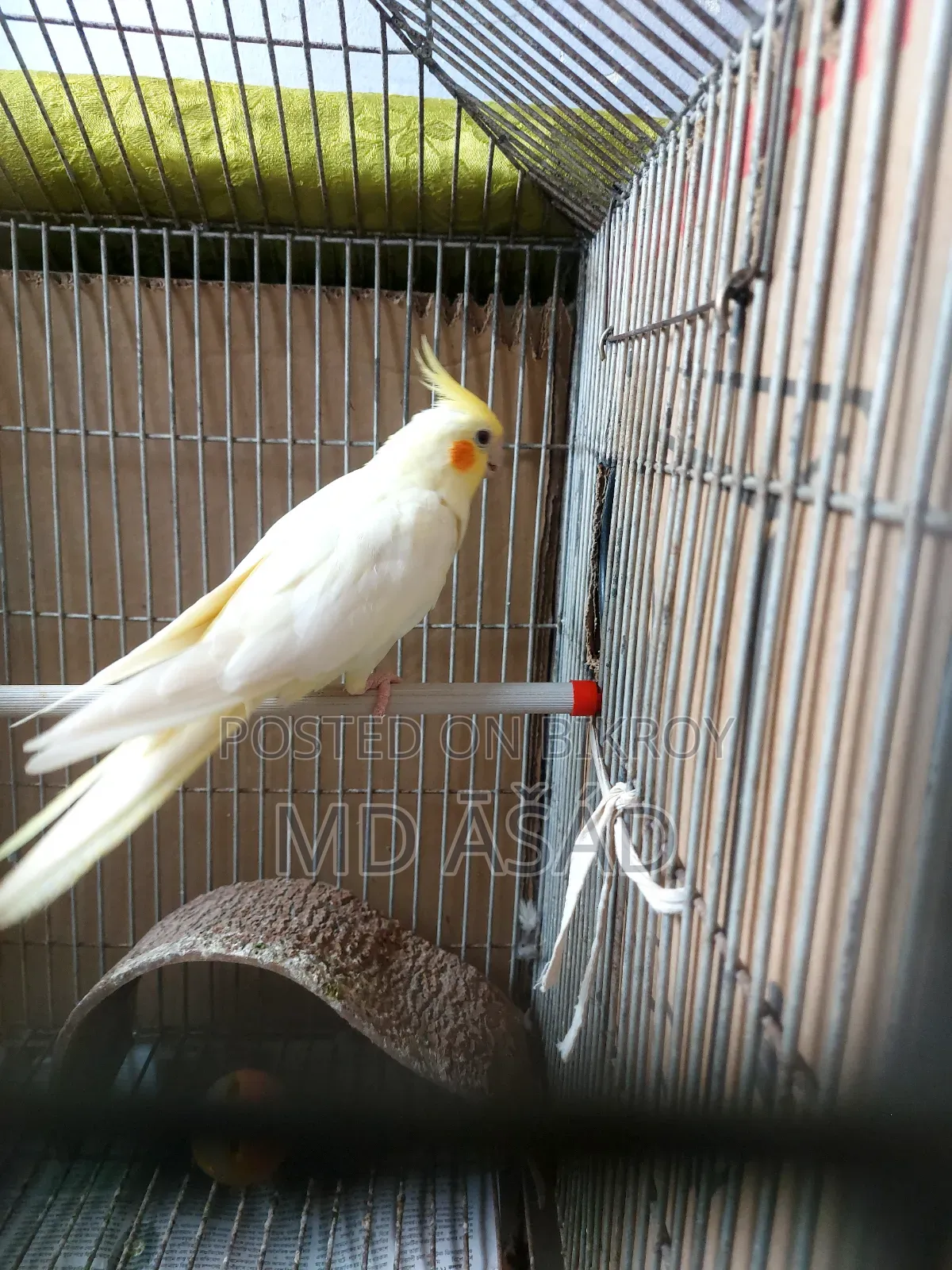 Cockatiel Bird for Sale