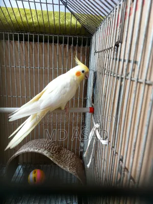 Cockatiel Bird for Sale
