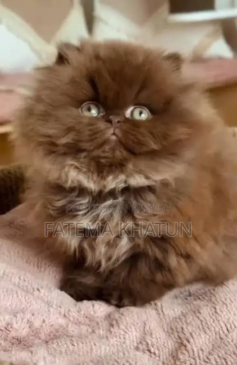 1-3 Months Female Purebred Persian
