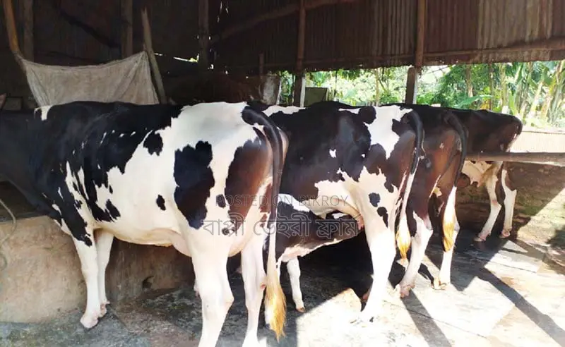 ৪টি গাভী গরু বিক্রয় হবে এক লটে।(১২১৫নং)