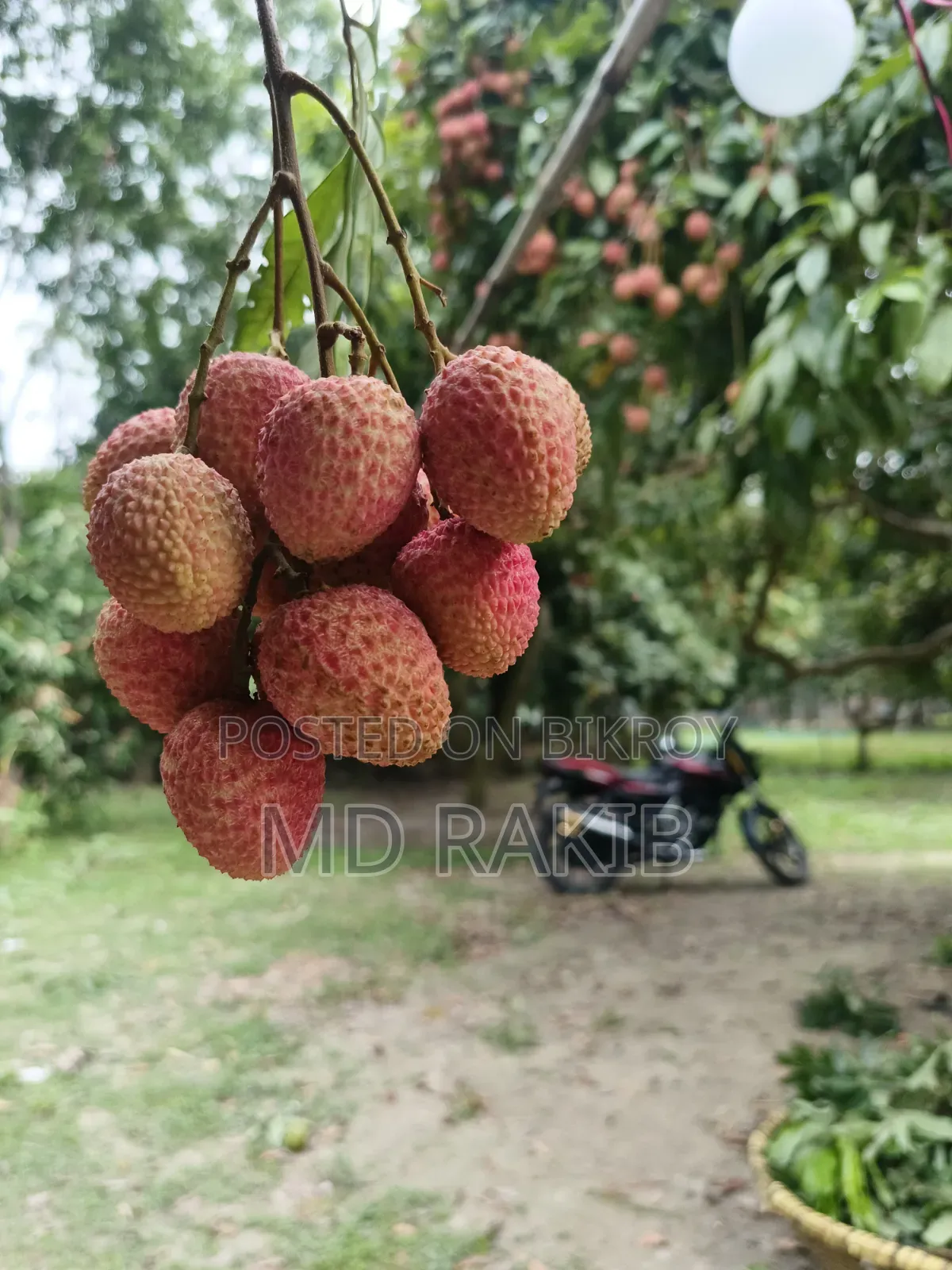 High-Quality Bombay Litchi