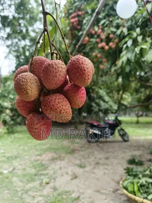 ভালো মানের বোম্বাই লিচু