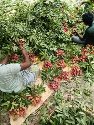 High-Quality Bombay Litchi