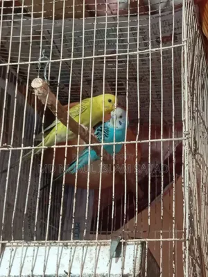 Budgerigar Birds