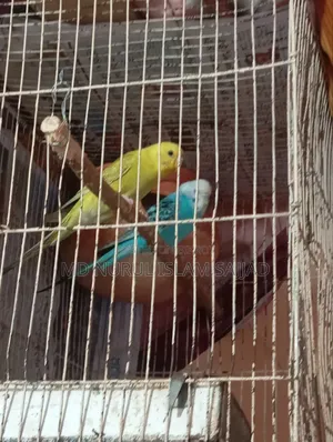 Budgerigar Birds