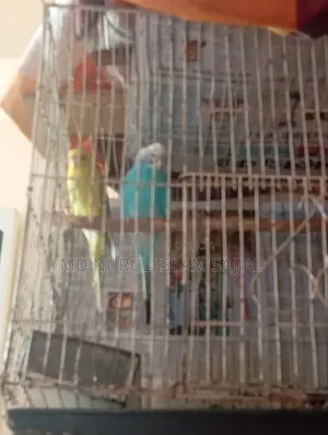 Budgerigar Birds
