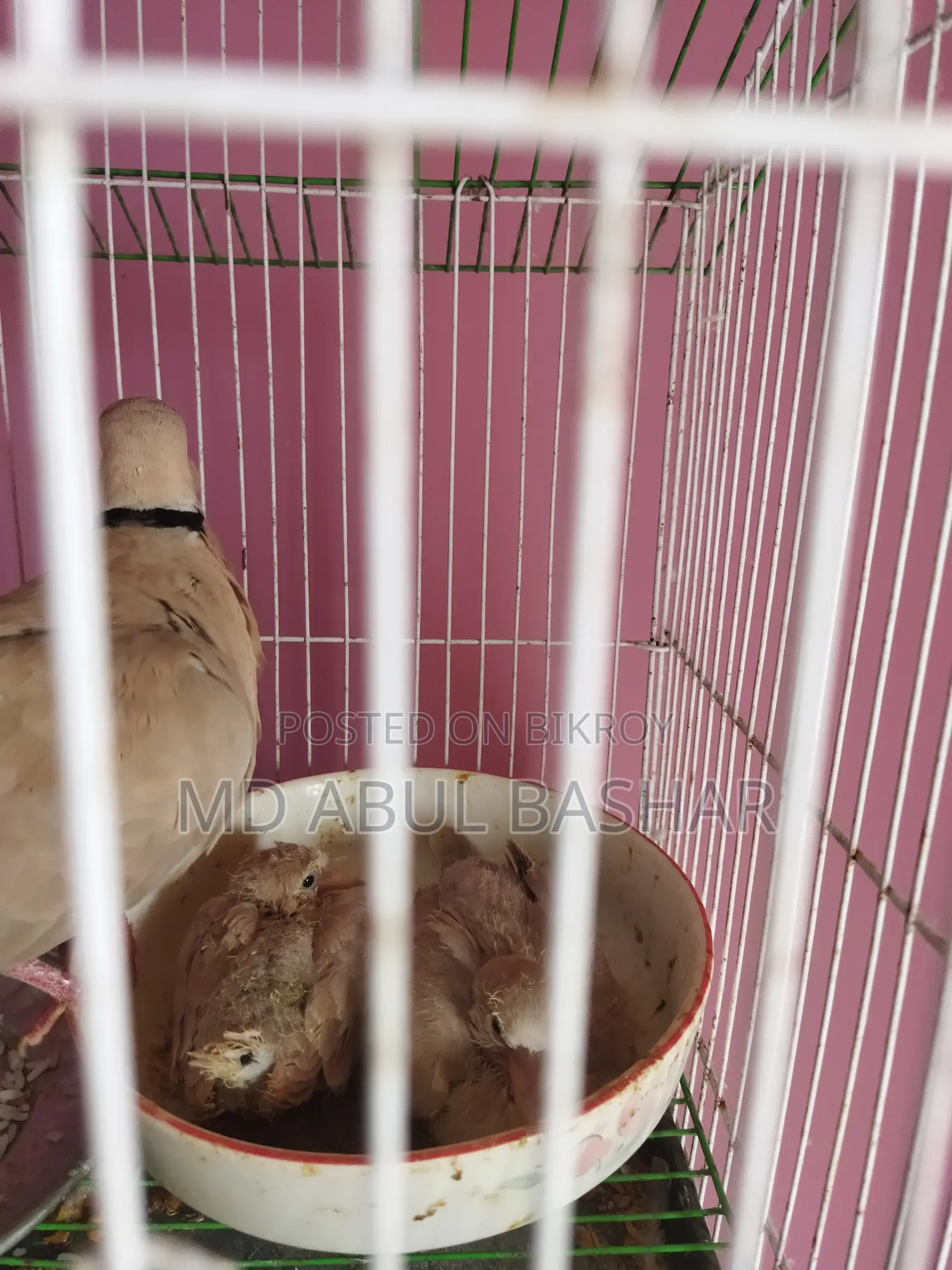 অস্ট্রেলিয়ান ঘুঘুপাখি