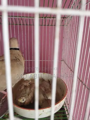 অস্ট্রেলিয়ান ঘুঘুপাখি