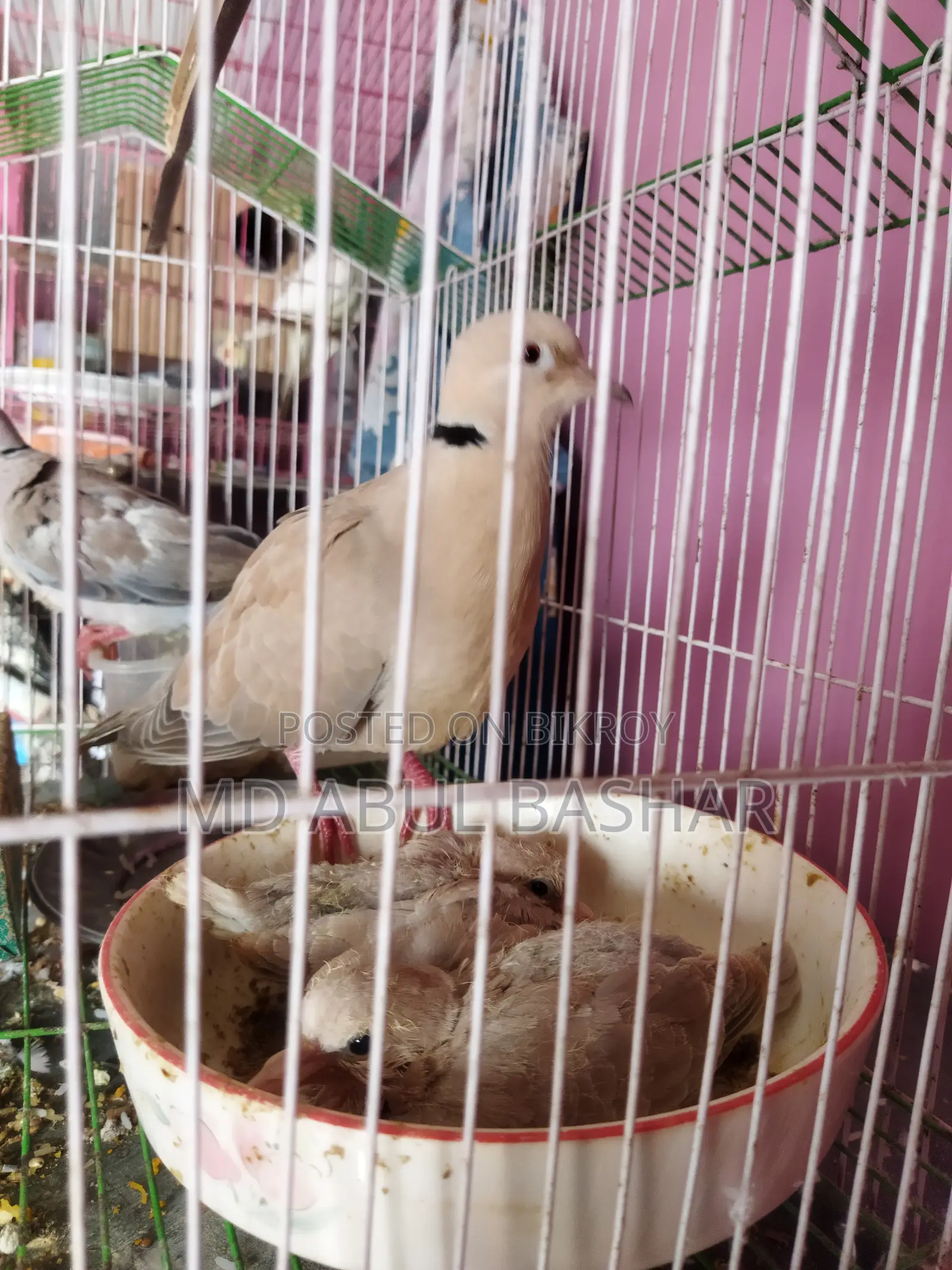 অস্ট্রেলিয়ান ঘুঘুপাখি