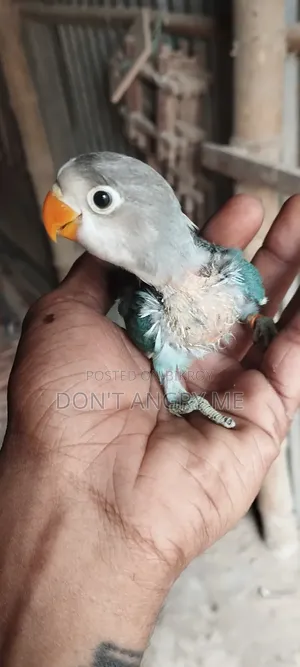 Tame Size Baby Pair