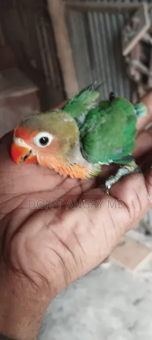 Tame Size Baby Pair
