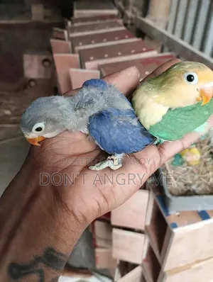 Tame Size Baby Pair
