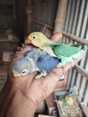 Tame Size Baby Pair