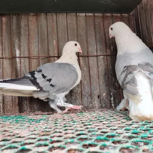Russian Angel Running Pair