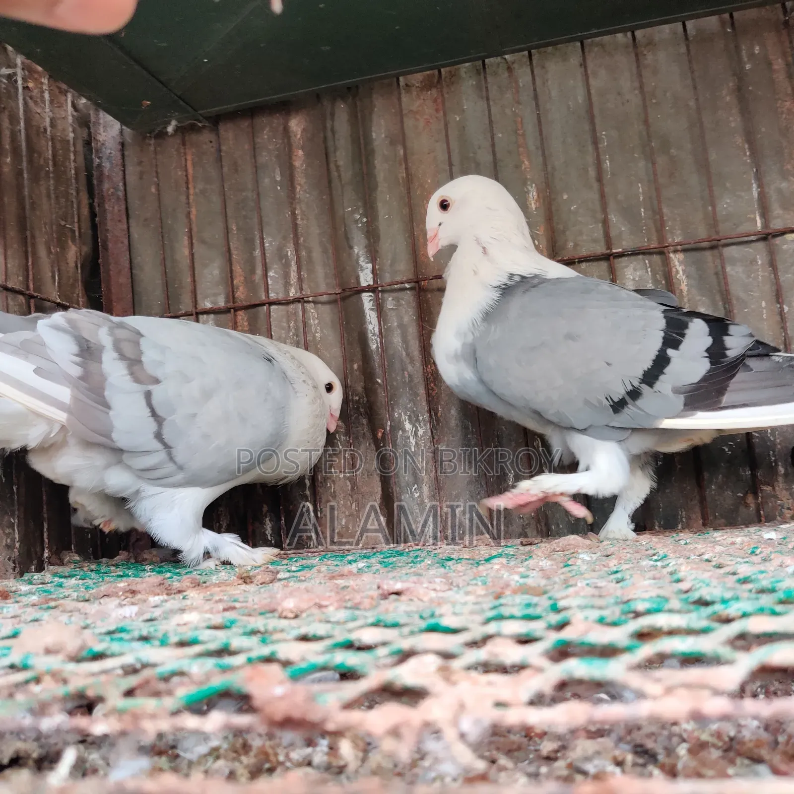 Russian Angel Running Pair