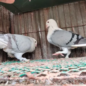 Russian Angel Running Pair