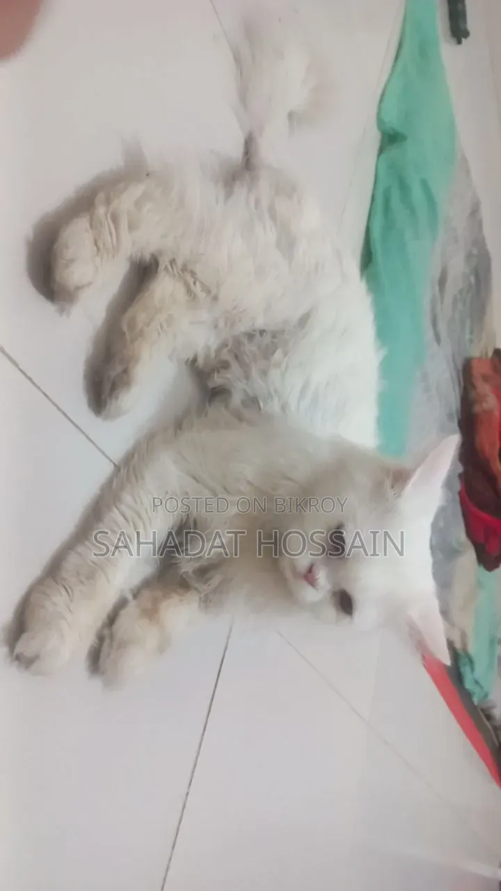 1+ Year Male Purebred Persian