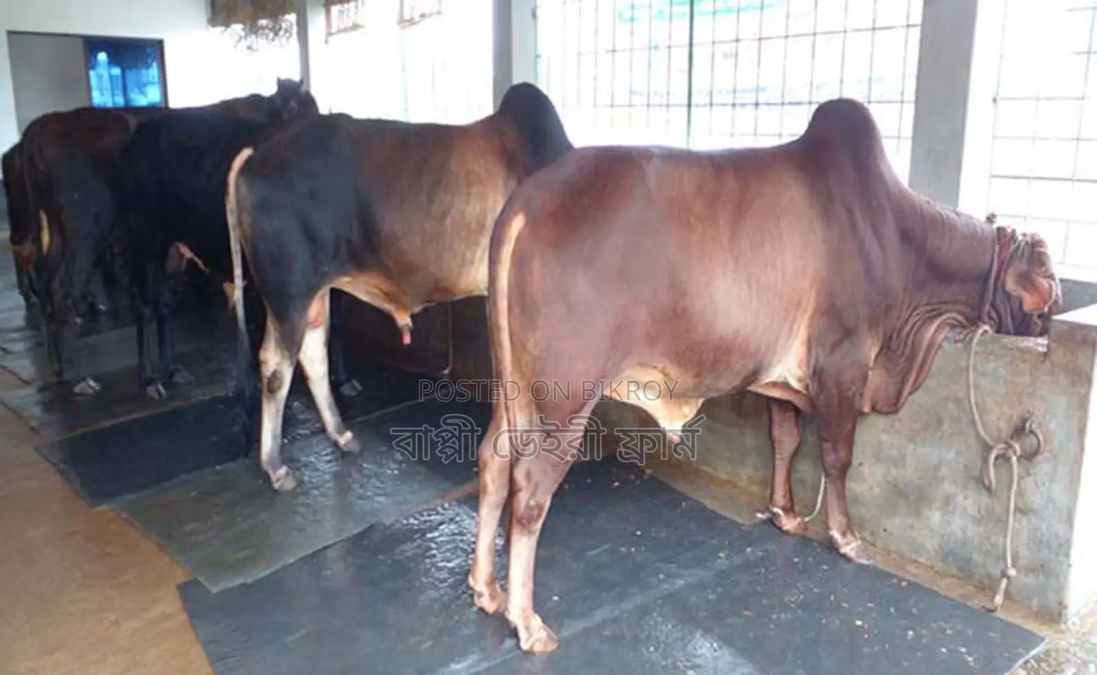 3 Bulls for Qurbani (No. 1213)
