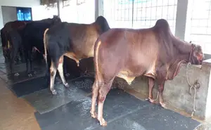 3 Bulls for Qurbani (No. 1213)
