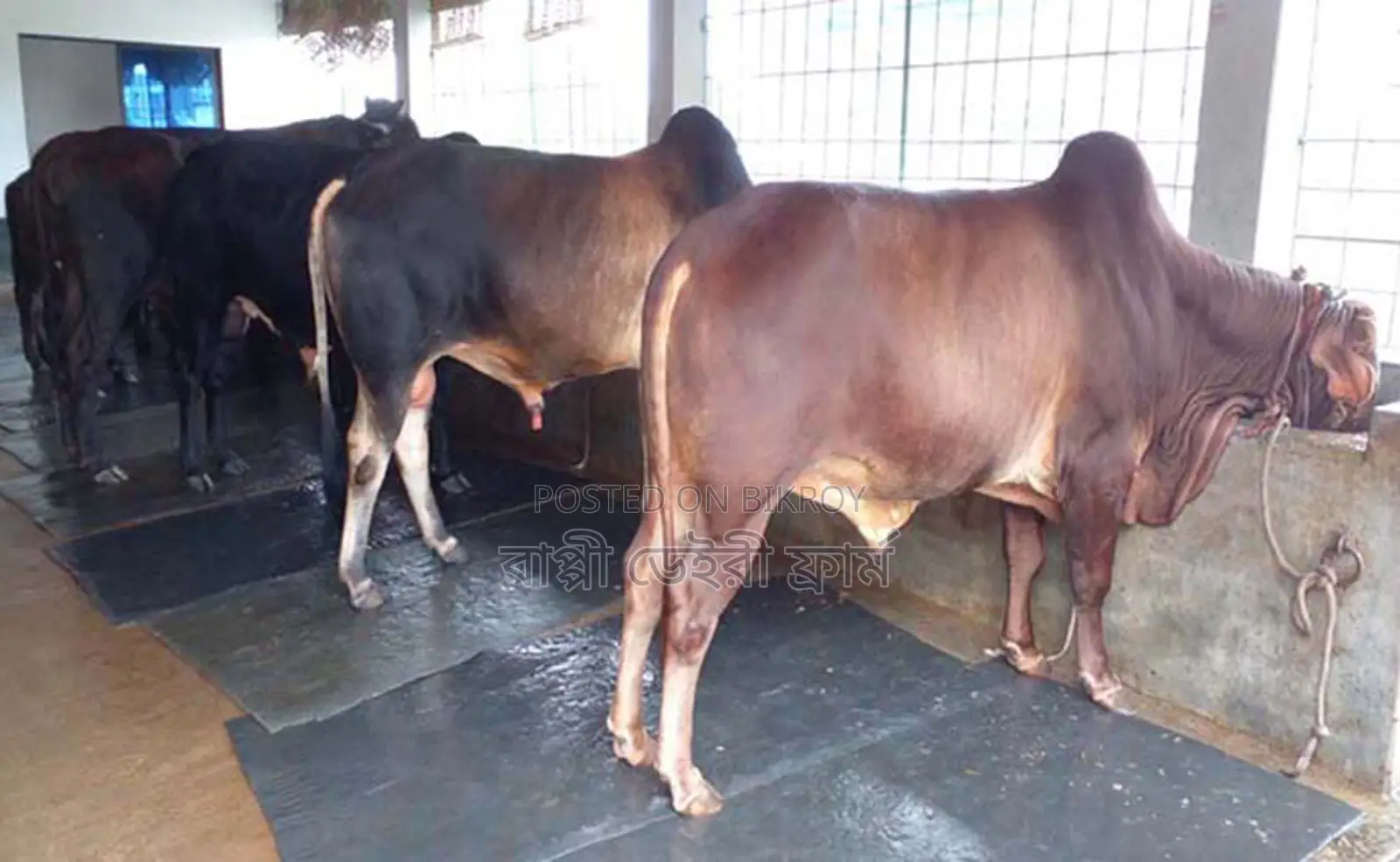 3 Bulls for Qurbani (No. 1213)