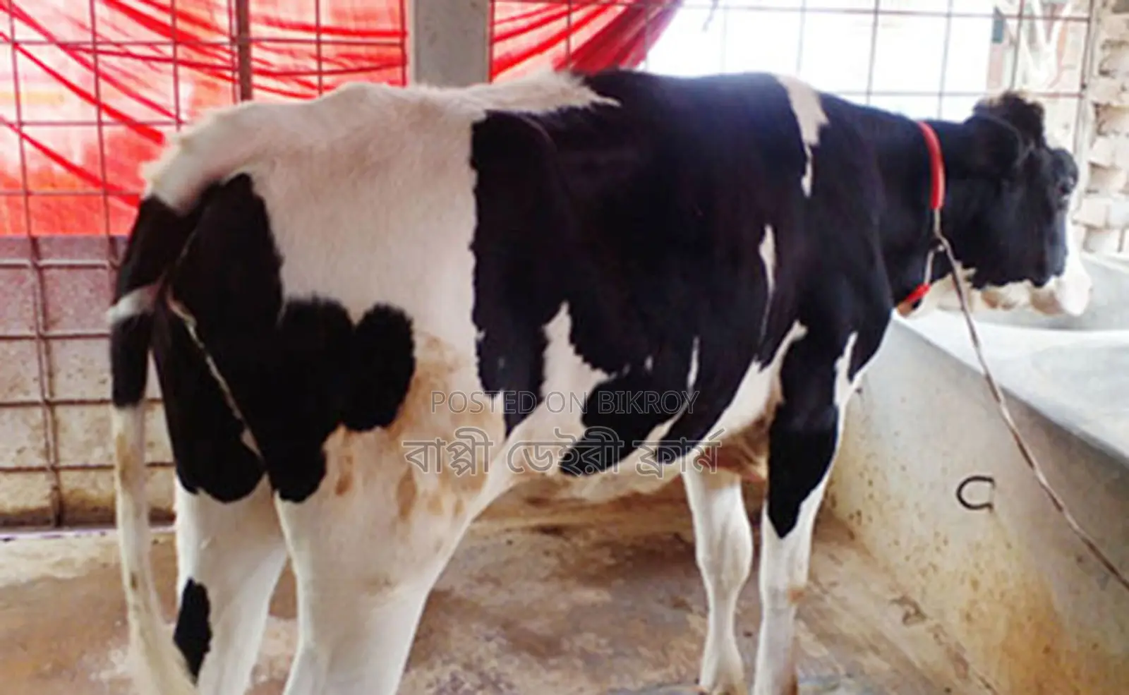 Buy Heifers for Rearing (No. 1214)