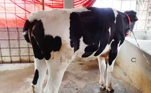 Buy Heifers for Rearing (No. 1214)