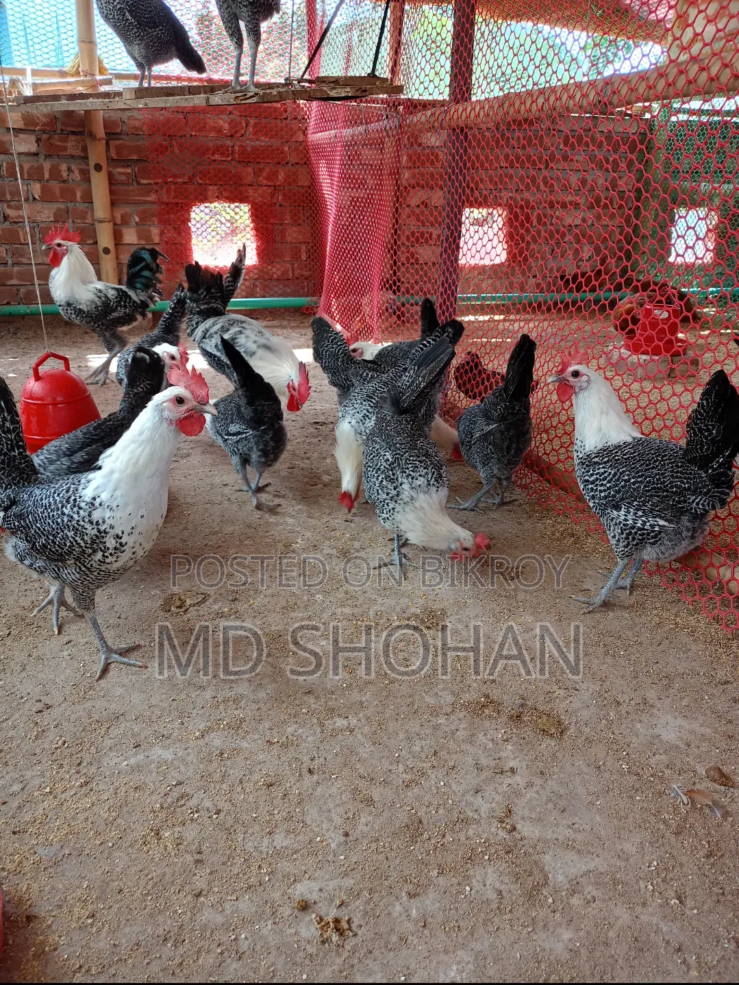 Deshi and Fayoumi Chicken Eggs