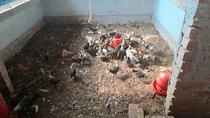 ফাওমি মুরগী বিক্রি করা হবে।