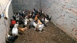 ফাওমি মুরগী বিক্রি করা হবে।