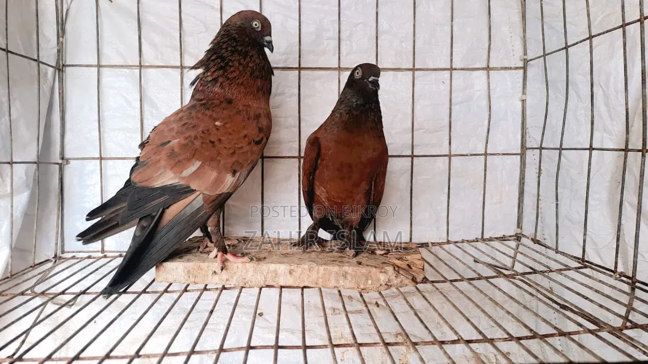 Running Pair of Pigeons for Sale
