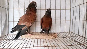 Running Pair of Pigeons for Sale