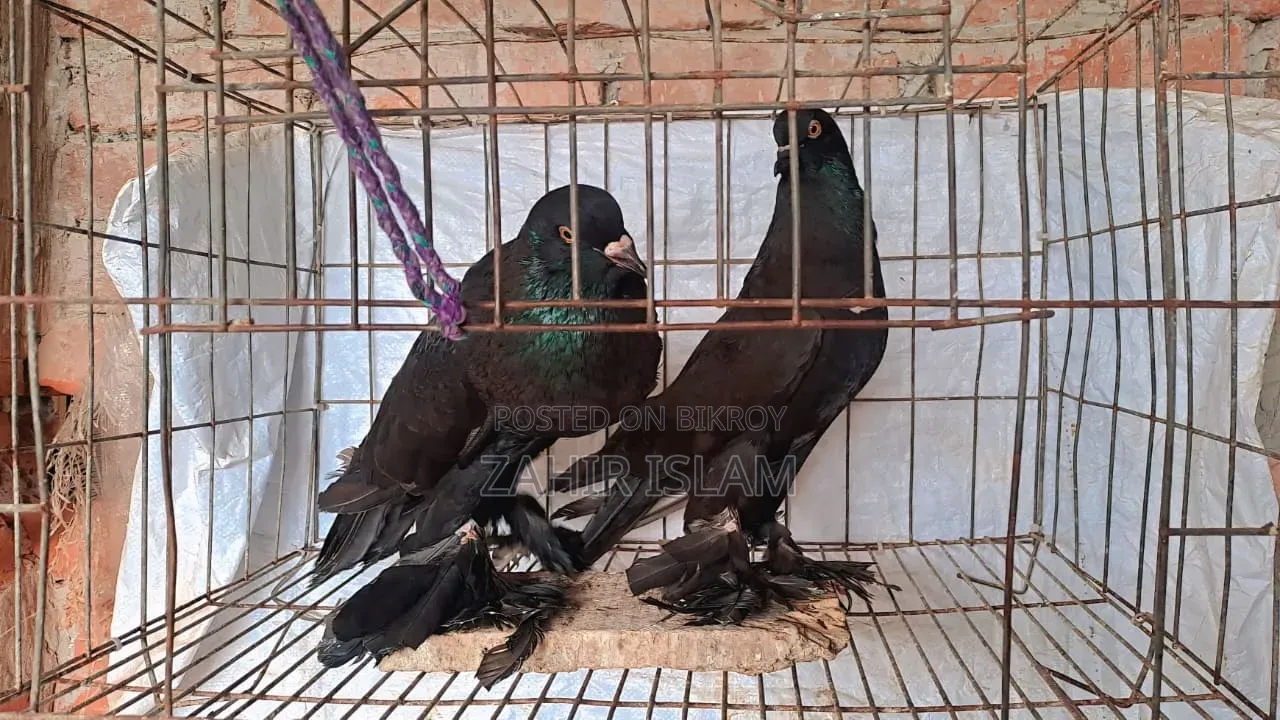Running Pair of Pigeons for Sale