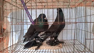 Running Pair of Pigeons for Sale