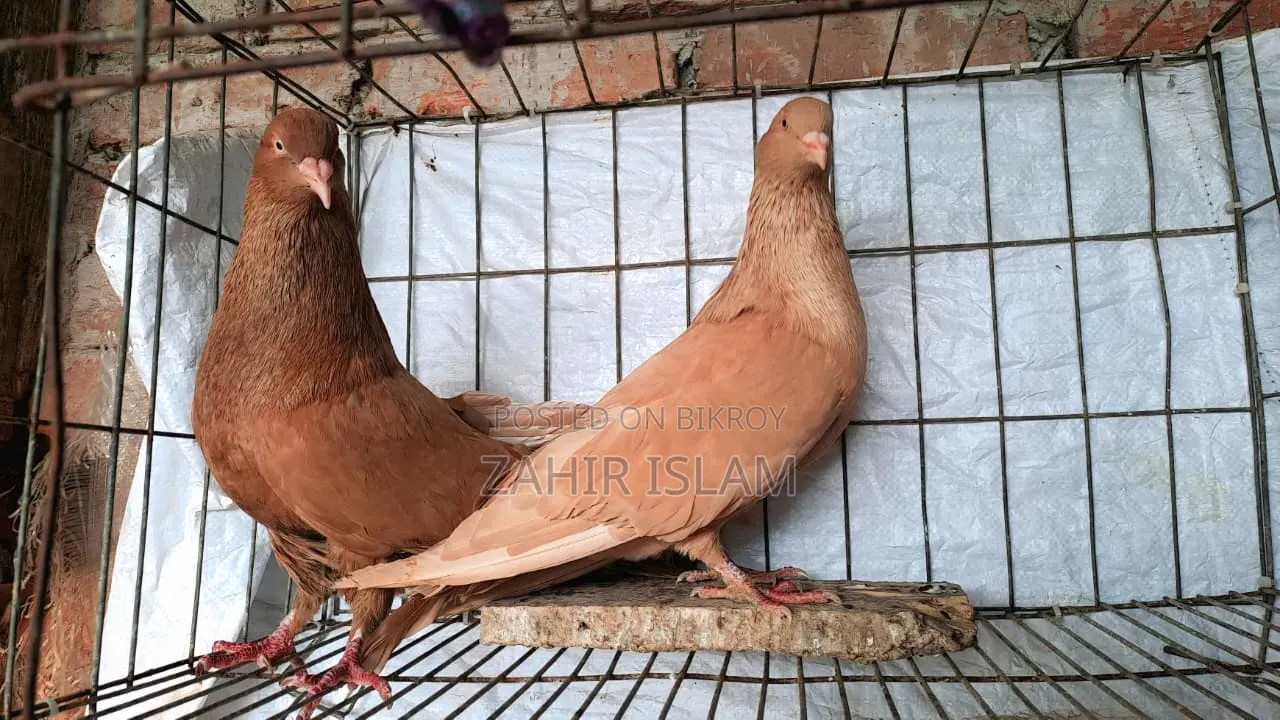 Running Pair of Pigeons for Sale