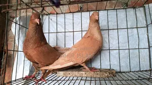 Running Pair of Pigeons for Sale