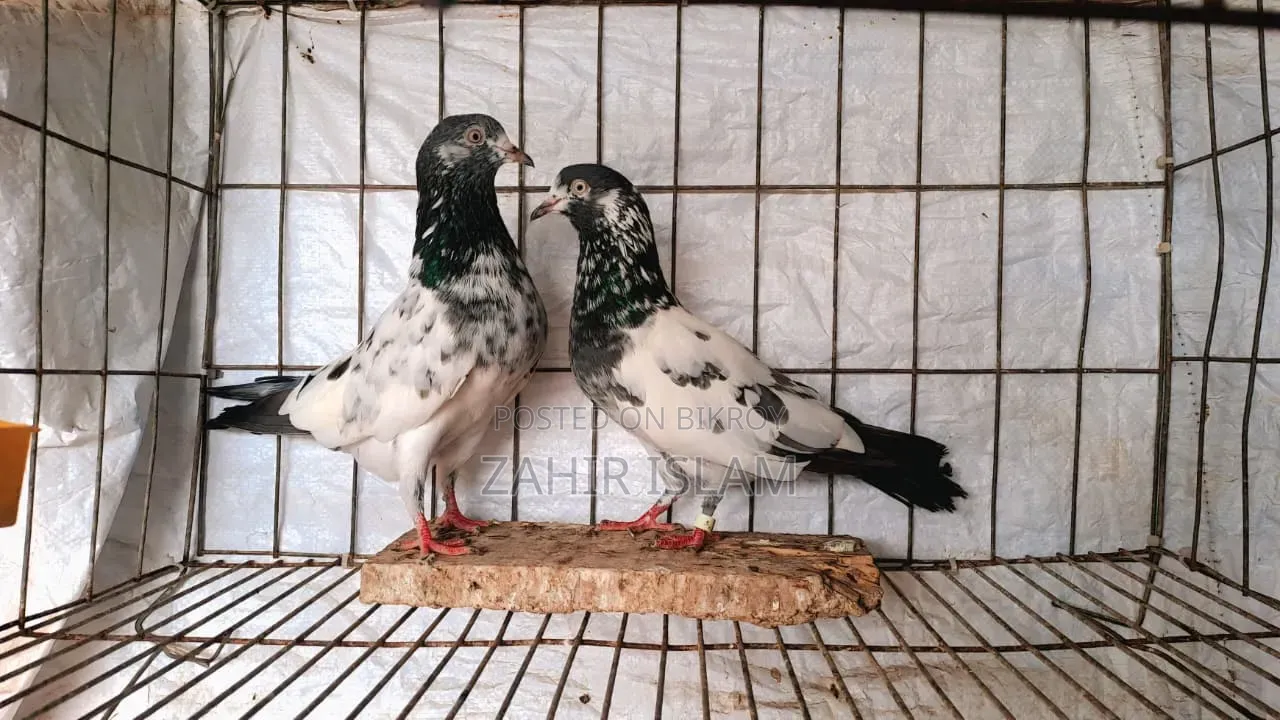 Running Pair of Pigeons for Sale