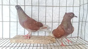 Running Pair of Pigeons for Sale