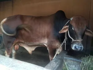 High-quality Sahiwal cattle for sale. Weight 14 Mon.