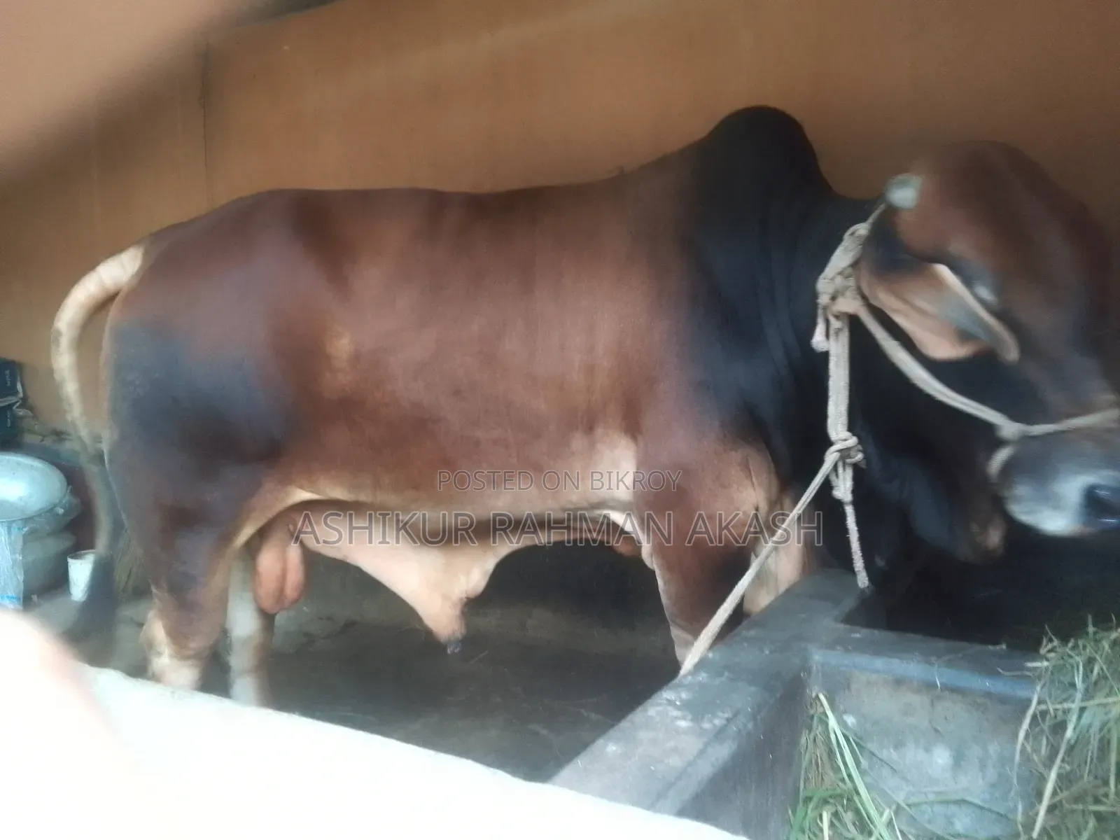 High-quality Sahiwal cattle for sale. Weight 14 Mon.