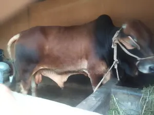 High-quality Sahiwal cattle for sale. Weight 14 Mon.