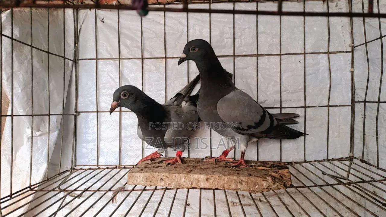 Running Pair of Pigeons for Sale