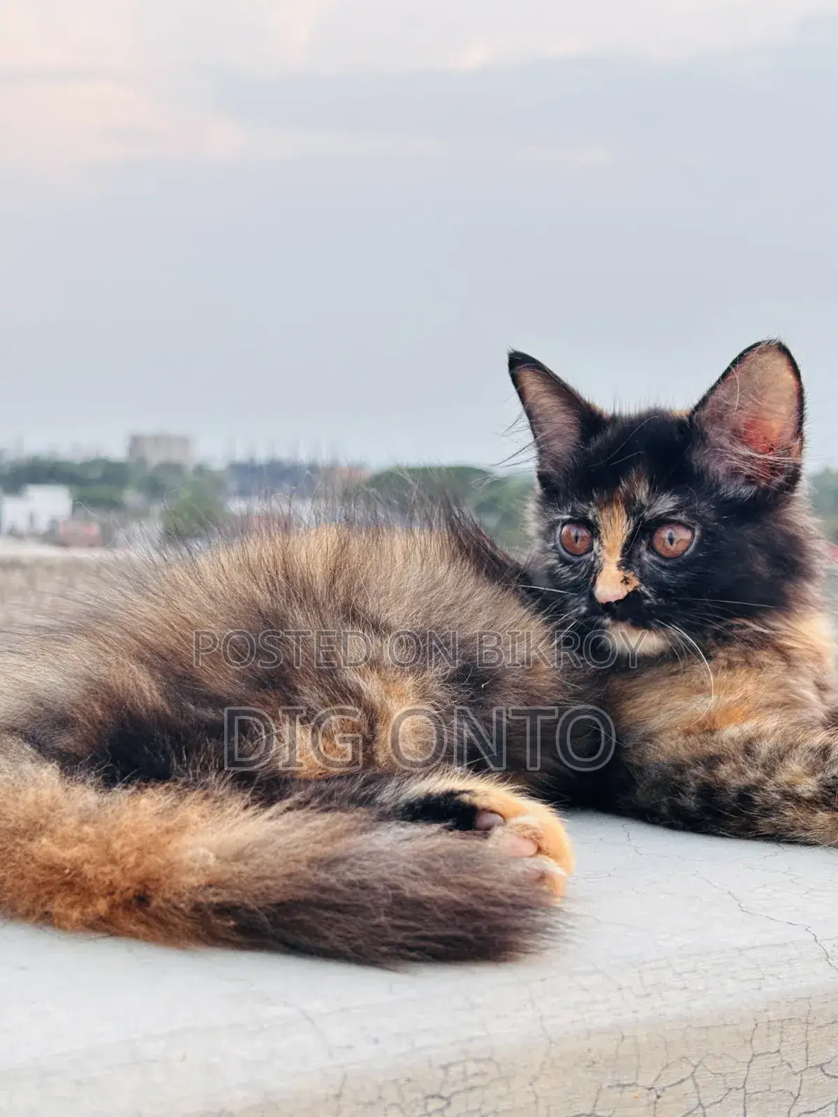 1-3 Months Female Purebred Persian