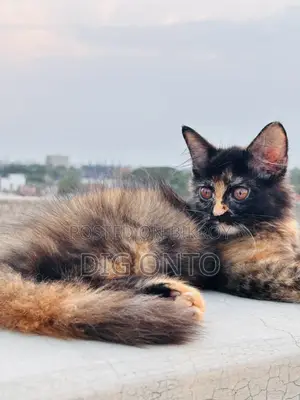 1-3 Months Female Purebred Persian
