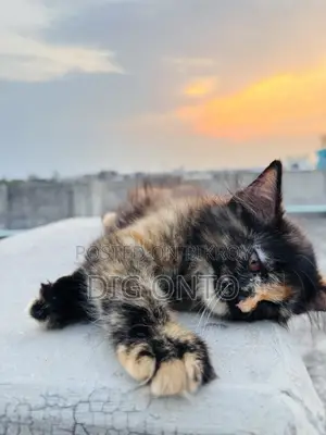 1-3 Months Female Purebred Persian